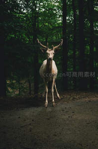 林间小径上的白化鹿