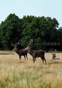 草原上三只雄鹿的剪影