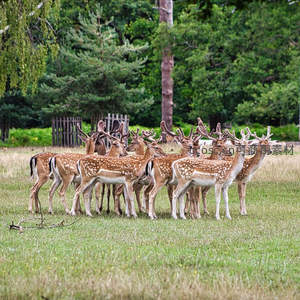 斑点鹿群在草地上悠闲聚集