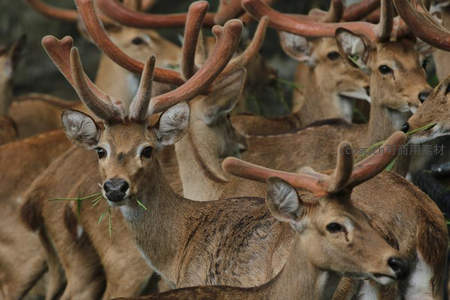 鹿群进食特写，鹿角交错如林
