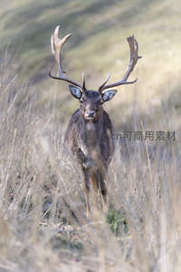 草原雄鹿昂首，目光炯炯有神
