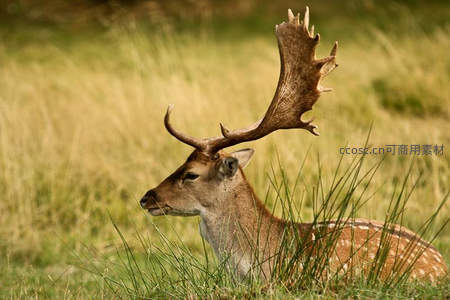 斑点鹿卧草间，角如雕塑般优雅