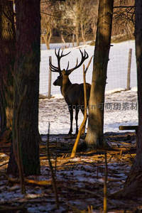 林间雄鹿剪影，雪地暖阳相伴