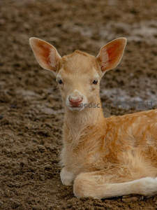 萌态小鹿卧泥地，温顺眼神惹人爱