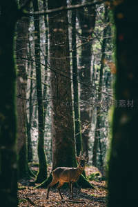 林间雄鹿沐晨光，树影斑驳如画卷