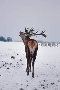 雪原雄鹿昂首望天，巨角如冠