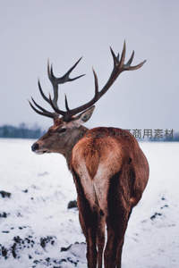 雪地中的王者，雄鹿侧影优雅