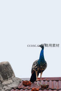 蓝孔雀栖屋顶，羽色夺目