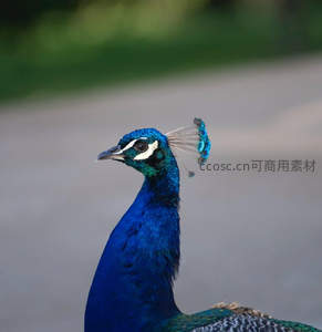 孔雀侧颜特写，蓝羽如宝石