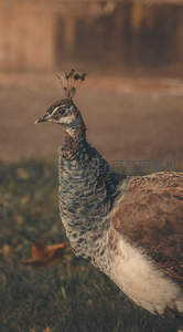 雌孔雀侧影温婉，秋日暖阳下羽毛细腻柔和