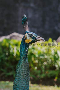 孔雀头部特写，眼周金黄斑纹如艺术品般精致