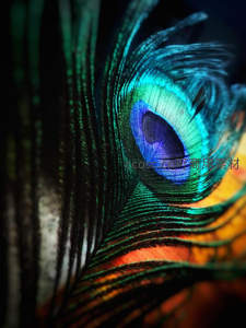 孔雀尾羽眼斑特写色彩斑斓如梦幻油画