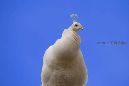 白孔雀静立蓝天之下优雅身姿引人注目