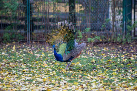 秋日公园中孔雀开屏漫步落叶铺满草地