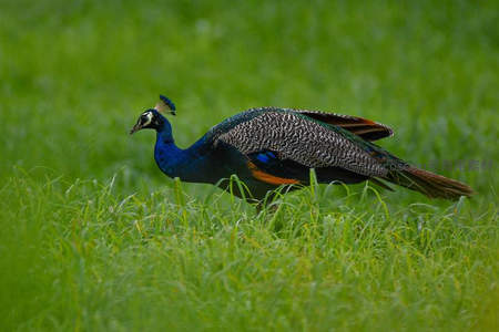 孔雀漫步翠绿草地间