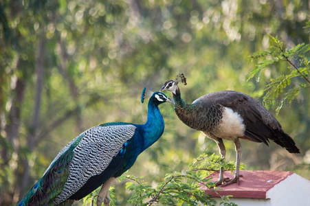 雌雄孔雀枝头亲昵互动