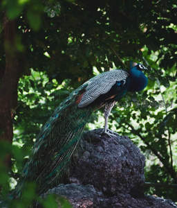 蓝孔雀栖息于林间岩石之上