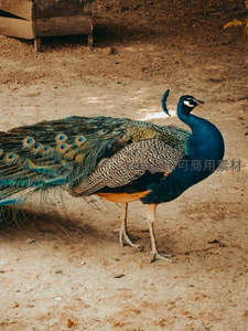 孔雀在沙地上优雅转身