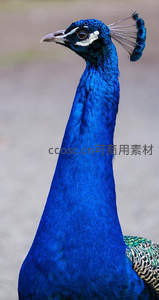 孔雀颈部特写展现深蓝光泽