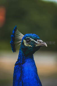 蓝色孔雀头部侧颜，眼神锐利灵动
