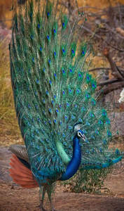 孔雀开屏全貌，绚丽尾羽如孔雀之舞