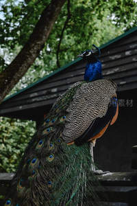 孔雀栖息木栏，背影优雅融入林间