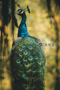 孔雀背影展翅，丛林光影中的华美身姿