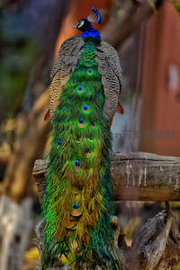 背影孔雀立木桩，尾羽垂落如绿瀑