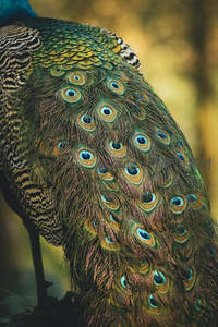 孔雀尾羽特写，眼斑如星辰璀璨夺目