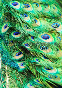 孔雀尾羽细节呈现眼状斑纹