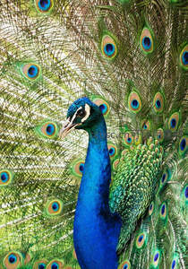 开屏孔雀展示绚丽尾羽全貌