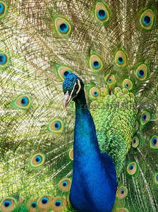 孔雀昂首开屏尽显王者风范