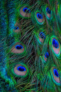 孔雀羽毛微观世界色彩斑斓