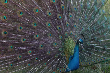 孔雀开屏，自然界的视觉盛宴