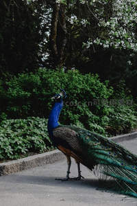 蓝颈孔雀立路边，绿植环绕显生机