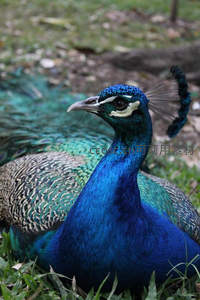 特写孔雀头冠，蓝羽熠熠生辉