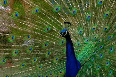 蓝孔雀开屏，羽翼如画展华彩