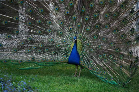 草地上孔雀开屏，如扇形华盖