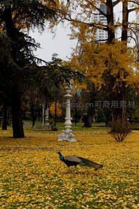 秋日公园黄叶满地，孔雀漫步石柱旁