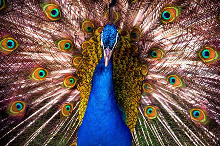 孔雀开屏特写，羽翼眼斑如繁星闪耀