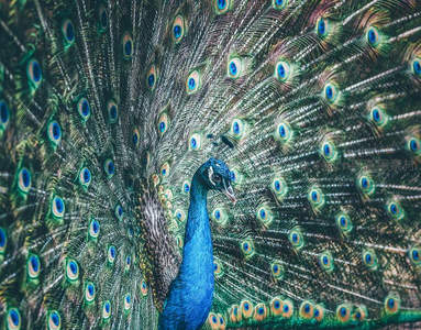 侧颜孔雀展屏，羽翼流光溢彩如梦幻之境