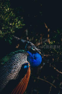 林间隐秘孔雀，暗影中透出蓝绿光泽