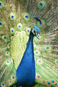 孔雀正面开屏，金绿尾羽环绕蓝颈