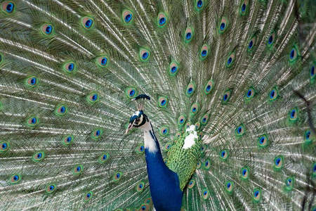 蓝颈孔雀，华丽尾屏映日辉