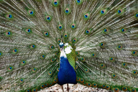 孔雀引颈，华羽如扇耀光芒