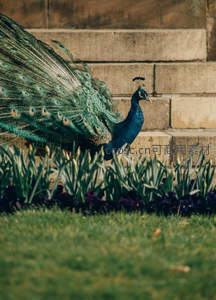 庭院漫步，孔雀尾羽拂绿茵