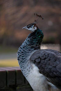 雌孔雀侧影，羽色低调显沉静