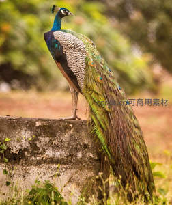 蓝绿羽翼的孔雀优雅伫立石墙之上