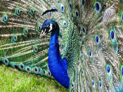 孔雀开屏瞬间展现满屏眼状羽纹
