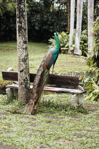 孔雀栖息长椅，绿意盎然园林中